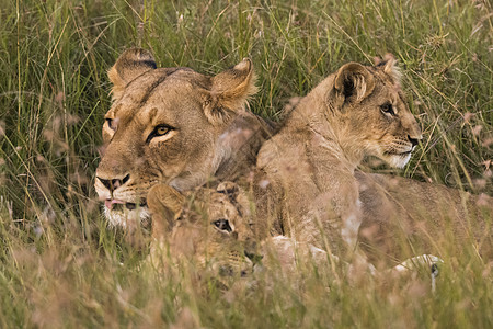 草原上的母狮子和幼崽图片