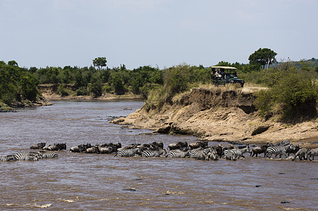 跨越河流的斑马群和牛群图片