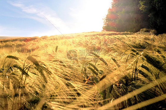 金黄的小麦田图片