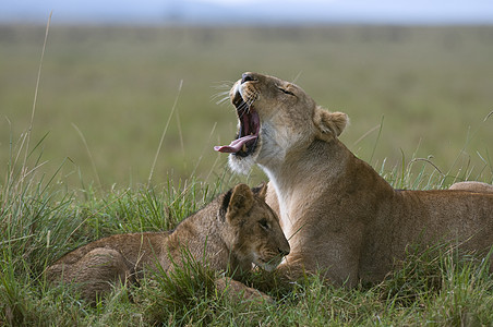MasaiMara保留地肯尼亚LionessandcubPantheraleo图片