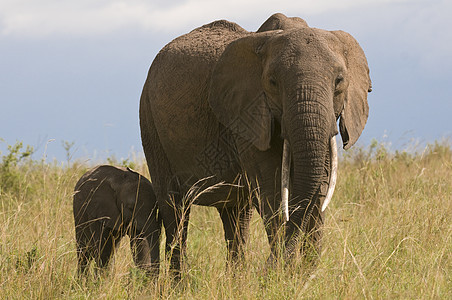 肯尼亚非洲大象和小牛非洲大象和小牛图片