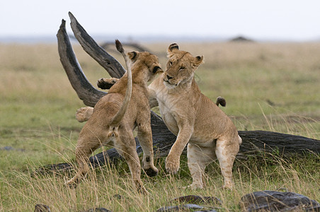 肯尼亚一群狮子图片
