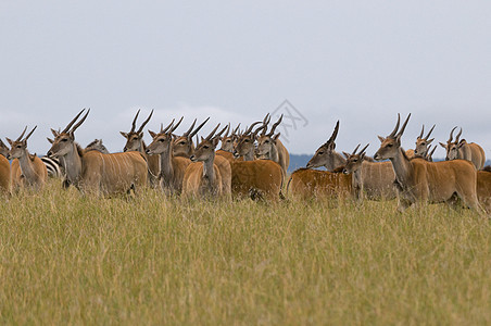 肯尼亚保留地野生动物图片