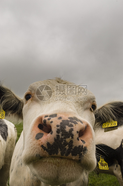爱尔兰韦克斯福德郡母牛图片