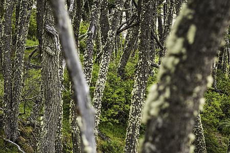 智利巴塔哥尼亚洛斯格拉西雷公园林树干上的利琴图片