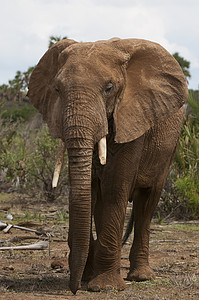 肯尼亚Samburu公园非洲大象图片
