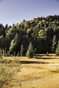 金田和森林景观德国巴伐利亚图片