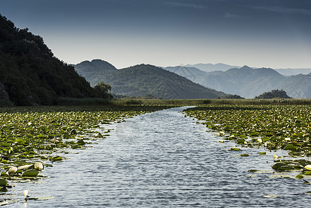 黑山Scutari湖RijekaCrnojevica黑山RijekaCrnojevica等地的Lilypads路段图片