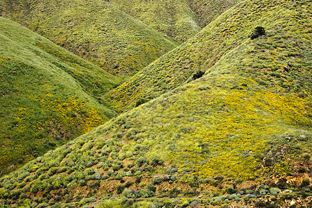 美国加利福尼亚州北埃尔西诺带黄色卡利福尔尼派Eschscholziacalifornica的绿山北埃尔西诺图片
