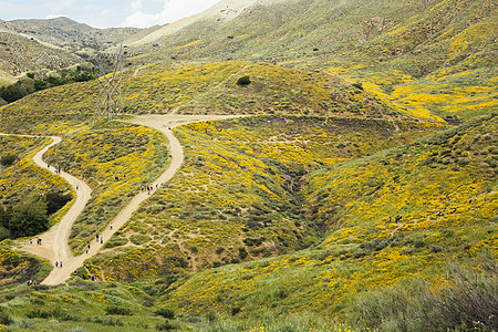美国加利福尼亚州北埃尔西诺尔游客观赏加利福尼亚花的远景图片
