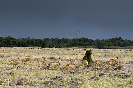 ImpalaAepycerosmelampusMaasaiMara后备队肯尼亚裂谷非洲图片