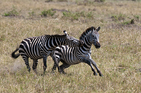 Zebras战斗EquiusquiggaMaasaiMara后备队肯尼亚裂谷非洲图片