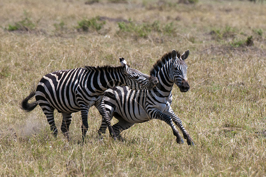 Zebras战斗EquiusquiggaMaasaiMara后备队肯尼亚裂谷非洲图片