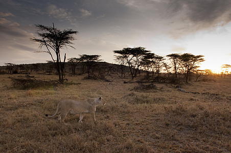 狮子座美洲狮日落时行走马赛马拉保护区东非大裂谷肯尼亚图片