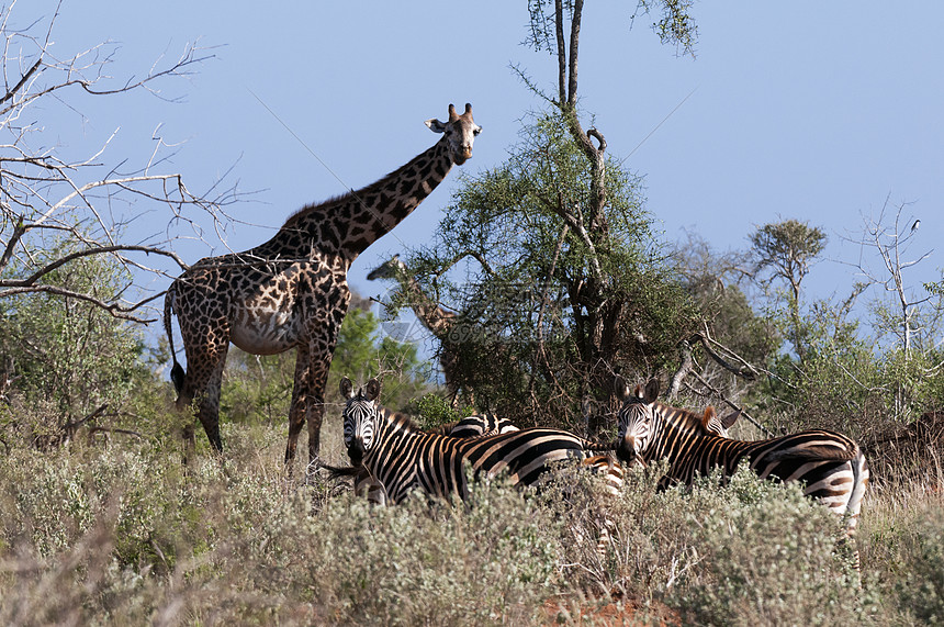 MasaiGiraffesGiraffacomloplardalis肯尼亚TsavoLualenyi狩猎保留地图片