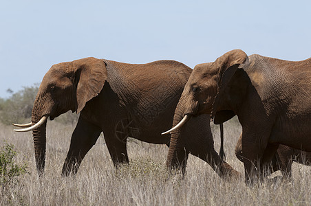 大象Loxodontaafriana肯尼亚TsavoLualenyyi狩猎保护区图片