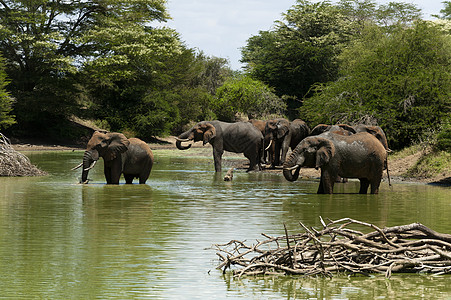 大象Loxodontaafriana饮酒肯尼亚TsavoLualenyyi狩猎保护区图片