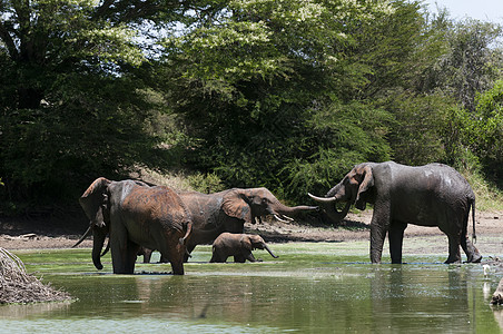 大象Loxodontaafriana饮酒肯尼亚TsavoLualenyyi狩猎保护区图片