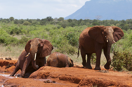 大象LoxodontaAfricana帮助困在泥中的小牛肯尼亚TsavoEastNationPark图片