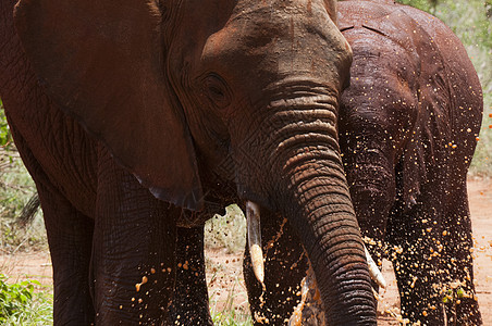 ElephantsLoxodontaafrianaTsavoEast公园肯尼亚图片