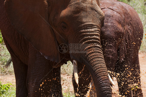 ElephantsLoxodontaafrianaTsavoEast公园肯尼亚图片