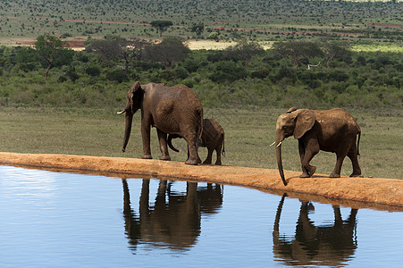 ElephantsLoxodontaafrianaTsavoEast公园肯尼亚图片