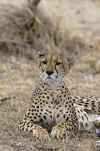CheetahCinononyxjubatus肯尼亚MasaiMara图片
