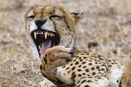 Cheetah幼崽Cinononexjubatus肯尼亚马赛拉图片