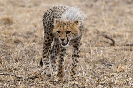 Cheetah幼崽Cinononexjubatus肯尼亚马赛拉图片