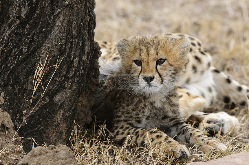 Cheetah幼崽Cinononexjubatus肯尼亚马赛拉图片