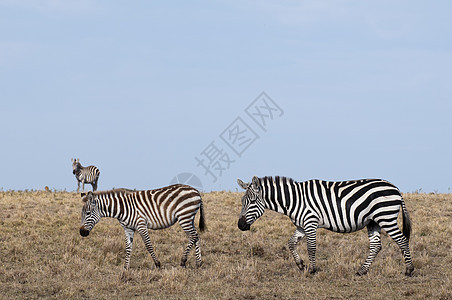 斑马赤道肯尼亚马赛拉图片