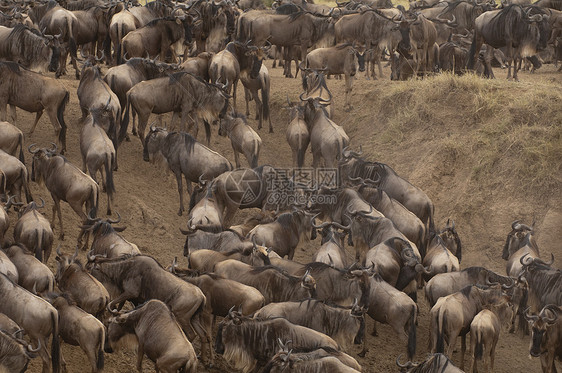 WildebeestConnochaetestaurinus肯尼亚马赛拉图片