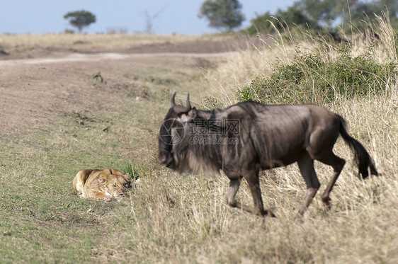 准备攻击肯尼亚MasaiMara的WildebeestConnochaetestaurinus狮子PantheraLeo图片