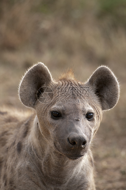 肯尼亚MasaiMara肯尼亚SpottedHyenaCrocutacrocutacrocuta图片