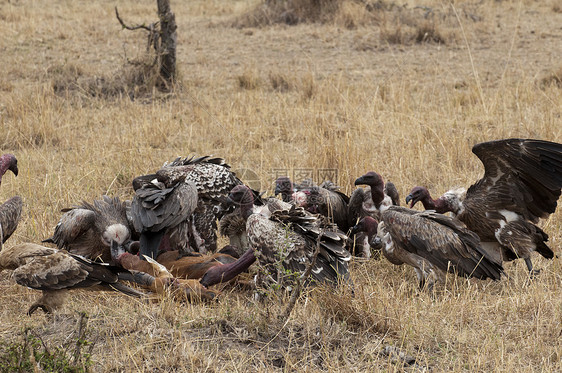 肯尼亚MasaiMara肯尼亚马赛拉托皮吃的秃鹫图片