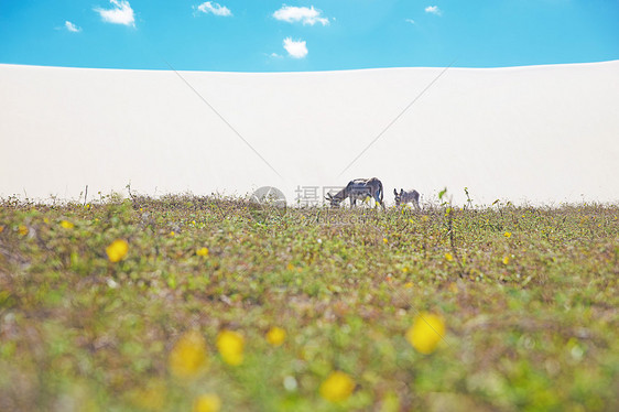 南美洲巴西塞拉杰里卡科拉公园驴和小马驹放牧图片