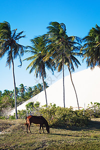 公园棕榈树放牧马巴西塞阿拉南美洲图片