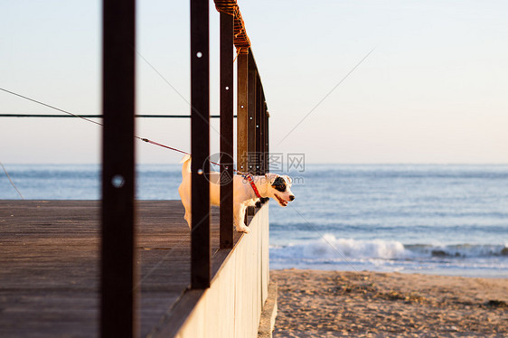 站在海边站台往下看的狗子图片