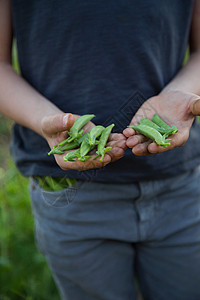 农场里的年轻男孩拿着新鲜采到的甘蔗竹豆中区图片