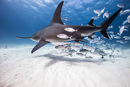 巴哈马大锤头鲨鱼图片