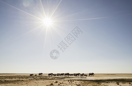温得和克努尔德纳米比亚非洲沙漠大象群图片