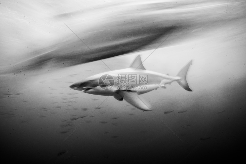 大白鲨carcharorodoncarchararias以缓慢的百叶窗速度墨西哥瓜达卢佩图片