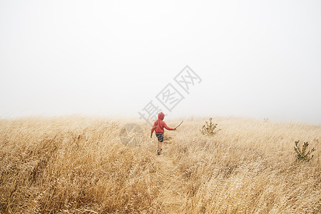 在雾的田地风景中男孩费尔法克斯加利福尼亚州美国北图片
