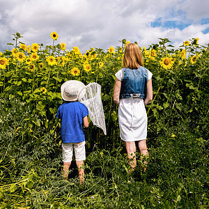 母亲和拿着捕蝶网的儿子站在向日葵田中图片