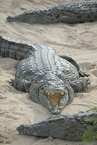 突尼斯野生物公园海滩上的鳄鱼图片