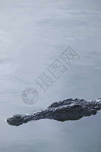 突尼斯野生动物公园环礁湖鳄头图片