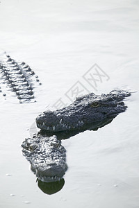 野生动物公园环礁湖的两个鳄鱼图片