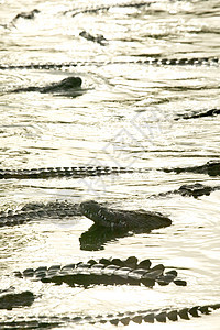 野生动物公园环礁湖中的鳄鱼群图片