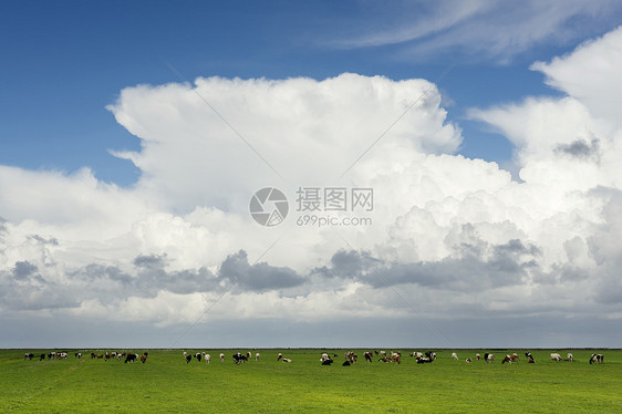 阴云下面在牧场的牛群图片