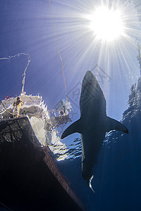 阳光照耀下鲨鱼在海中游泳图片